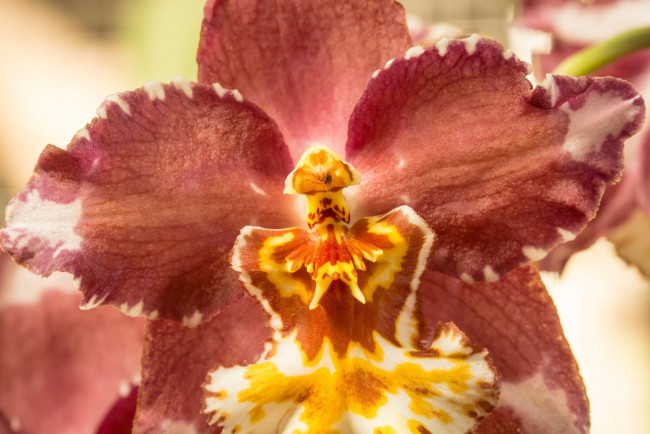 Обои картинки фото цветы, орхидеи, лепестки, цвет, жёлтый, красный, макро