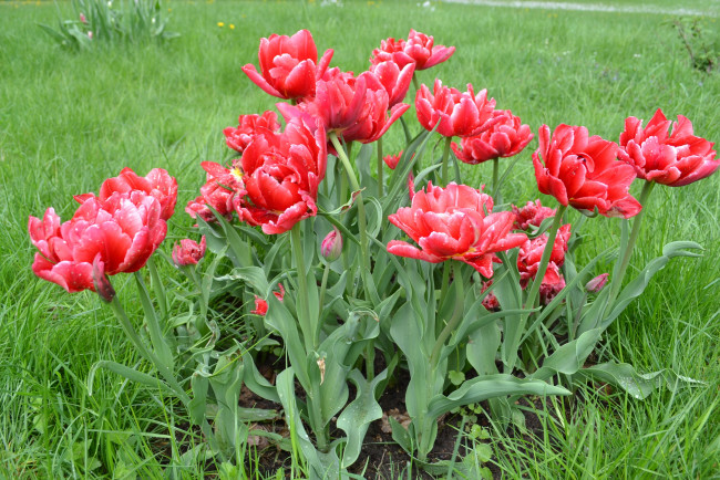 Обои картинки фото цветы, тюльпаны, красные, куст