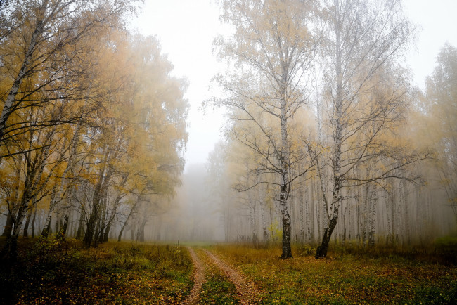 Обои картинки фото природа, дороги, деревья, березы, туман, осень