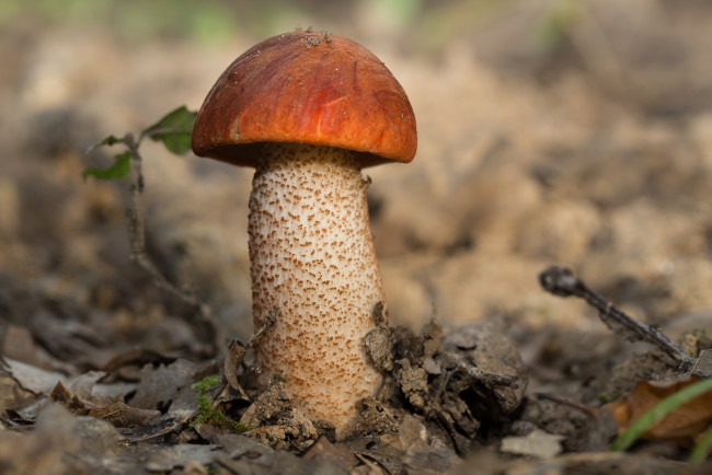 Обои картинки фото природа, грибы, подосиновик