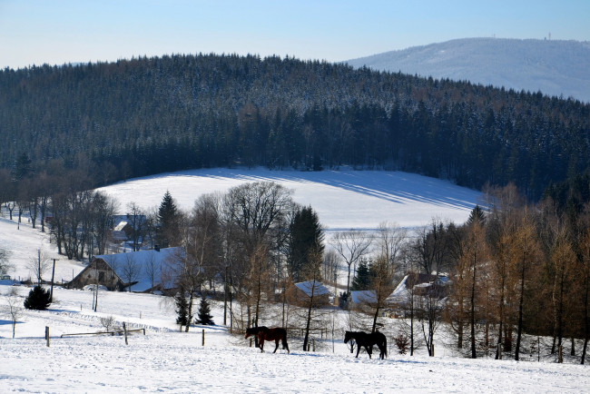 Обои картинки фото природа, зима, лес, деревья, снег, иней, дома, лошади