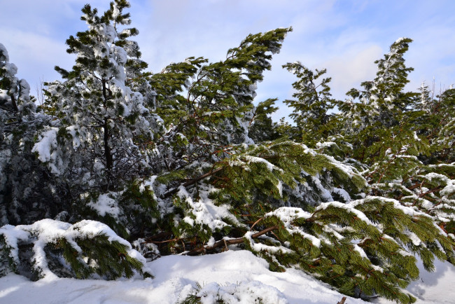 Обои картинки фото природа, зима, лес, деревья, снег, иней, ели