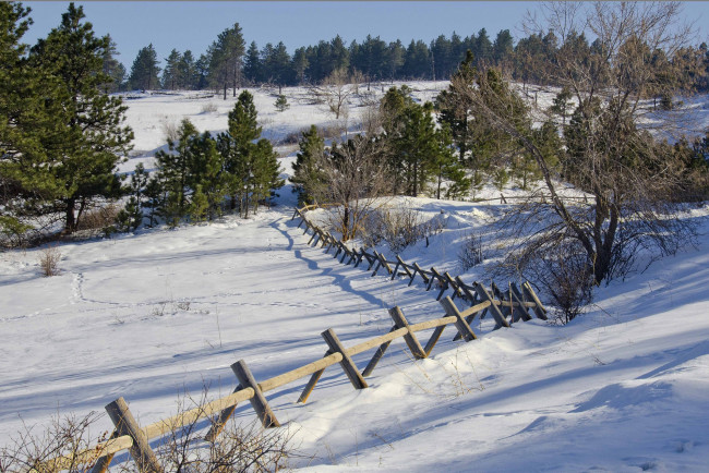 Обои картинки фото природа, зима, поле, снег, деревья