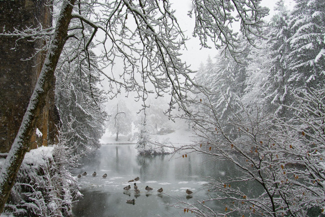 Обои картинки фото природа, зима, пруд, парк, снегопад, утки, снег, лед