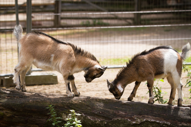 Обои картинки фото животные, козы, козлята, детёныши, малыши, парочка, игра, зоопарк
