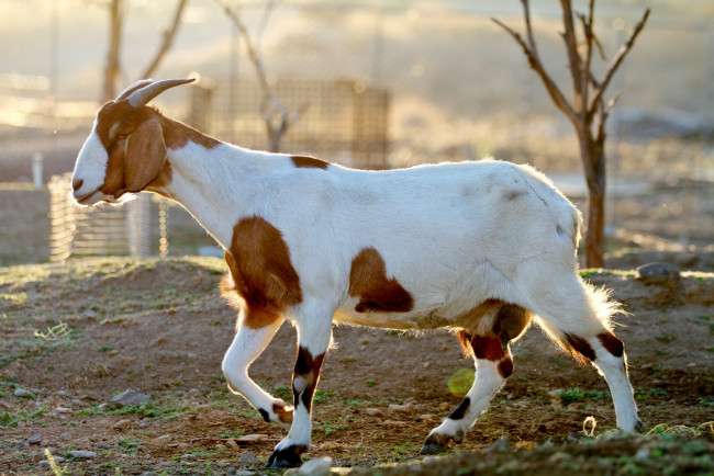 Обои картинки фото животные, козы, пятнистая, коза