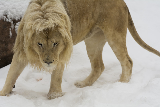 Обои картинки фото животные, львы, кошка, хищник, морда, грива, зима, снег, зоопарк