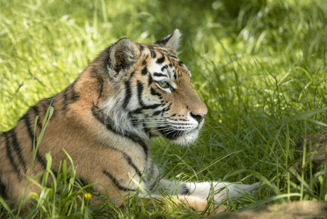 Обои картинки фото животные, тигры, кошка, хищник, профиль, трава, лето, лежит, отдых