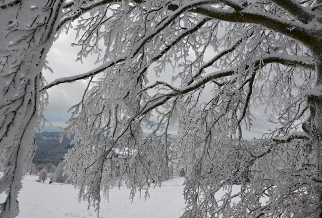 Обои картинки фото природа, зима, ветки, деревья, снег, иней