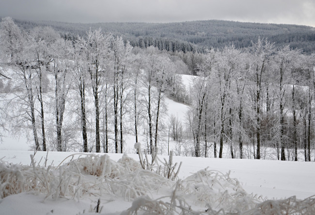 Обои картинки фото природа, зима, иней, снег, деревья, лес