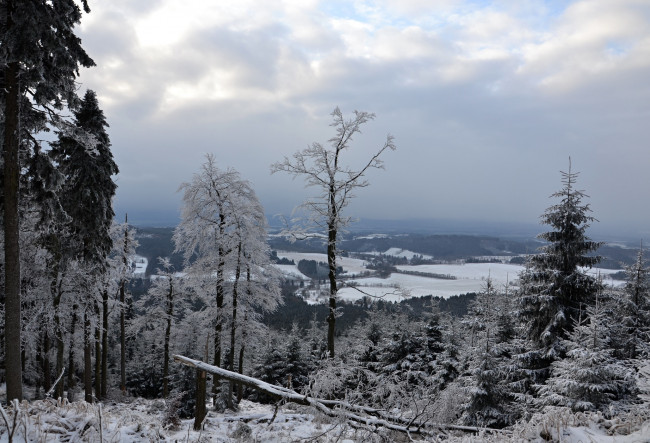 Обои картинки фото природа, зима, лес, деревья, снег, иней