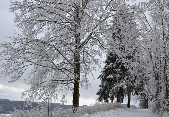 Обои картинки фото природа, зима, деревья, лес, иней, снег