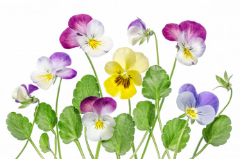 Картинка цветы анютины+глазки+ садовые+фиалки лепестки анютины глазки виола макро