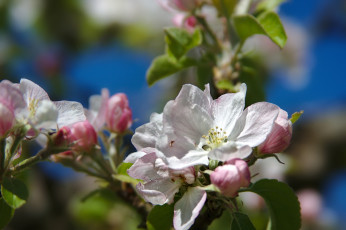 Картинка цветы цветущие+деревья+ +кустарники яблоня макро цветение весна
