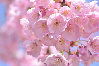 Картинка цветы сакура +вишня весна розовый вишня макро