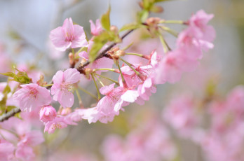 Картинка цветы сакура +вишня весна вишня ветка розовый