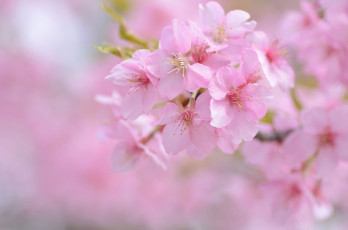 Картинка цветы сакура +вишня вишня нежность розовый весна