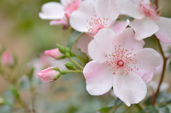 Картинка цветы шиповник нежность розовый капли макро