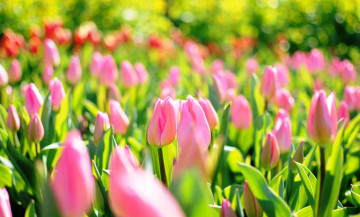 Картинка цветы тюльпаны розовые поле солнце