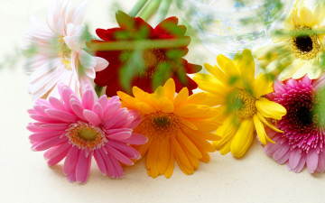 Картинка цветы герберы разноцветные