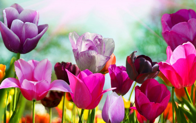 Обои картинки фото цветы, тюльпаны, разноцветные, поле