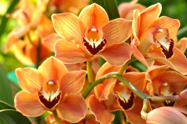 Обои картинки фото цветы, орхидеи, орхидея, оранжевый, макро