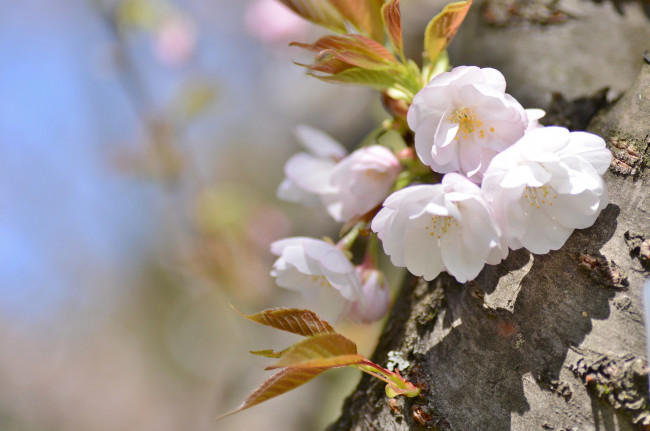 Обои картинки фото цветы, сакура,  вишня, весна, дерево, вишня