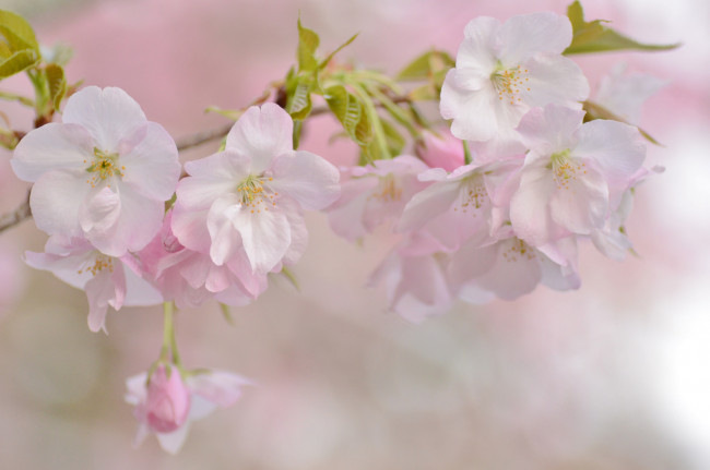 Обои картинки фото цветы, сакура,  вишня, весна, ветка, нежность, вишня