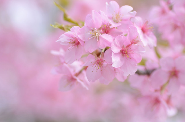 Обои картинки фото цветы, сакура,  вишня, вишня, нежность, розовый, весна