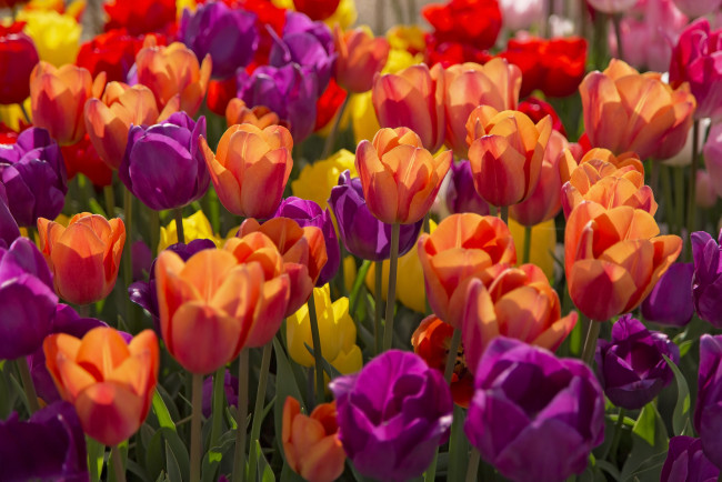 Обои картинки фото цветы, тюльпаны, лиловый, яркий, красный, желтый, весна