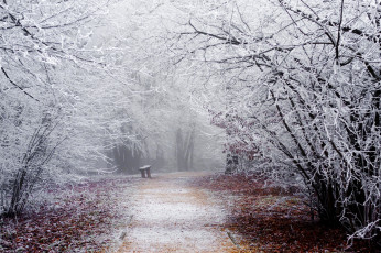 Картинка природа парк winter snow shop park track branches nature road trees bench frost