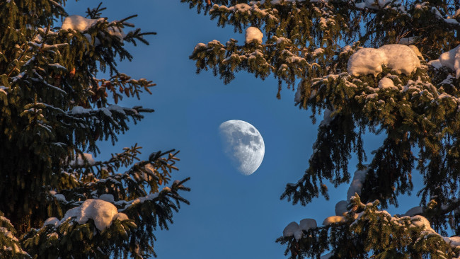 Обои картинки фото природа, зима, небо, швеция, луна, ели