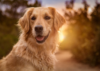 Картинка животные собаки золотистый солнце ретривер
