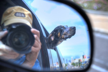 Картинка животные собаки фон машина зеркало