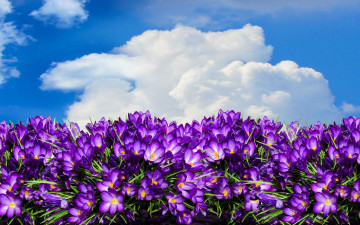 Картинка цветы крокусы крокус