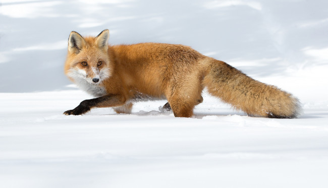 Обои картинки фото животные, лисы, снег, лиса