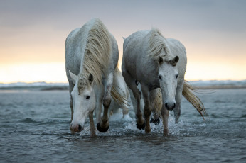 обоя животные, лошади, пара, белые, море