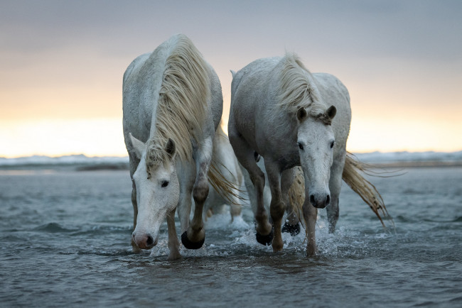 Обои картинки фото животные, лошади, пара, белые, море