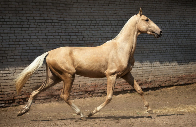 Обои картинки фото животные, лошади, ахалтекинец, соловый, стена