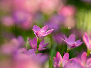 Картинка цветы зефирантесы розовый