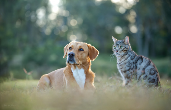 Обои картинки фото животные, разные вместе, кот, кошка, собака