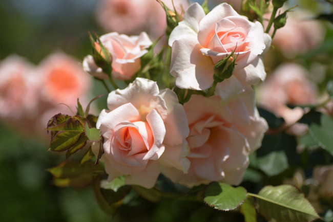 Обои картинки фото цветы, розы, розовые, бутоны, куст