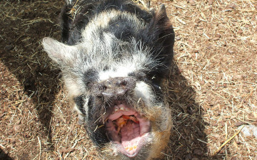 Картинка животные свиньи кабаны