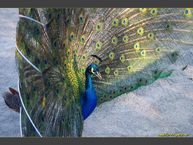 Обои картинки фото животные, павлины