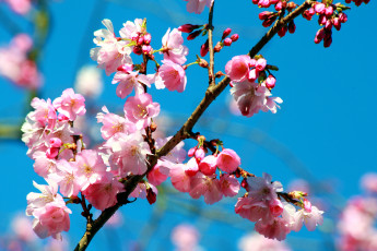 Картинка цветы сакура вишня небо