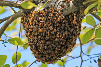 Картинка животные пчелы осы шмели ветка рой