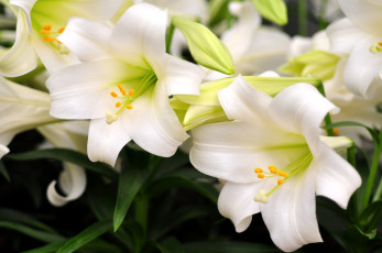 Картинка цветы лилии лилейники белый