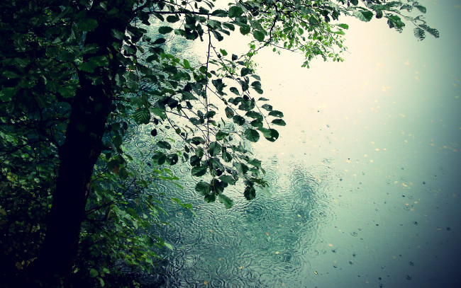 Обои картинки фото природа, деревья, листья, капли, дождь, романтика, лужи