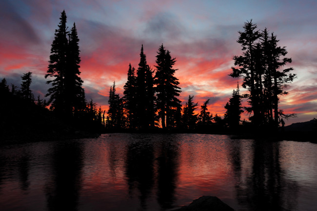 Обои картинки фото природа, восходы, закаты, деревья, ночь