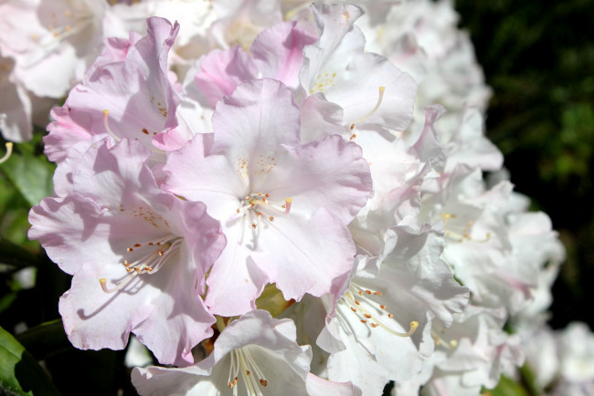 Обои картинки фото цветы, рододендроны, азалии, бледно-розовый